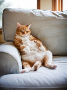 gato gordo sentado en sofá